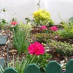 Sunny Orange Garden In Apartment