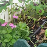 Sunny Orange Garden In