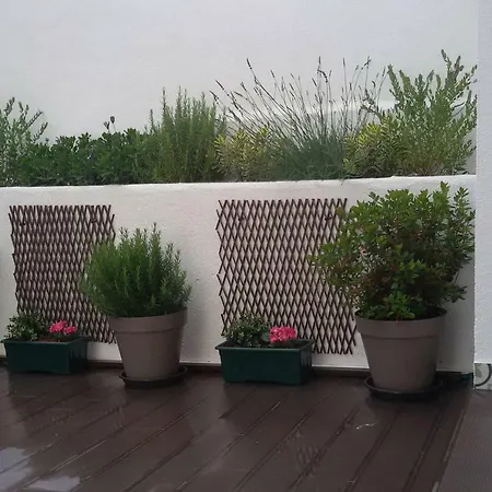 Sunny Orange Garden In Lizbona