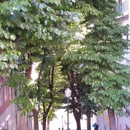 Sunny Orange Garden In * Lizbona